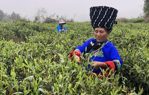 社企共谱茶叶产业发展新篇章 凤凰县腊尔山镇举行茶叶种植加工生产合作基地签约授牌仪式