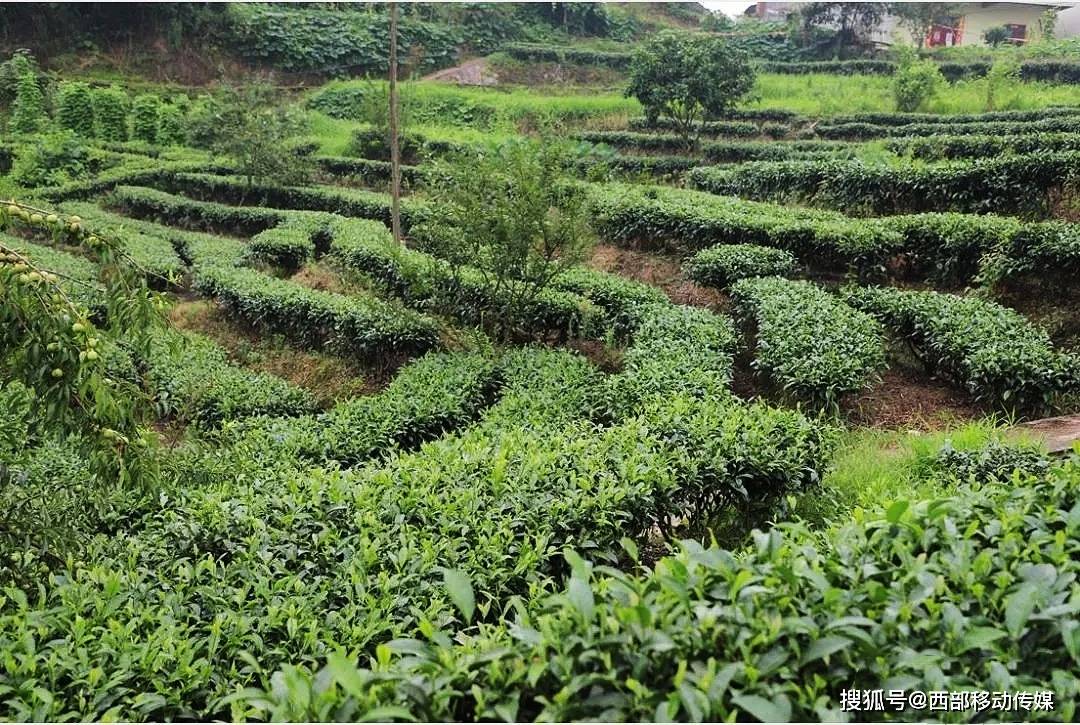 闻到盐津茶香_茶叶_种植_产业