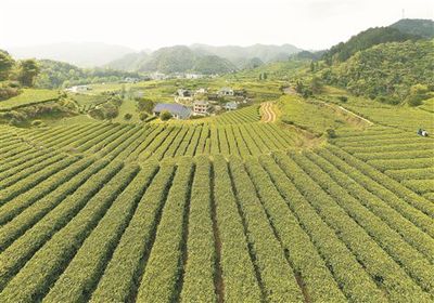茶叶铺就脱贫路