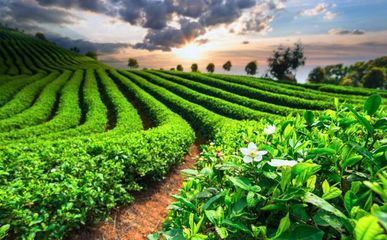 茶园高产种植技术,加强科学管理知识病虫害防治问题,不妨看看