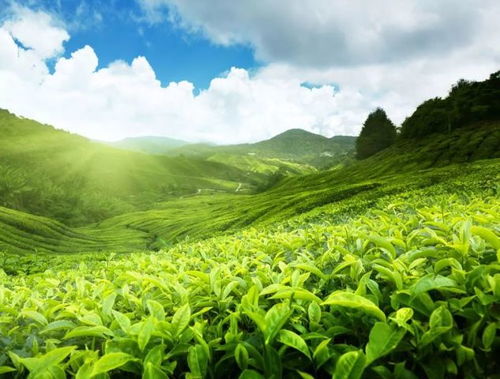 最好的茶饮,当然要用最好的产地原材