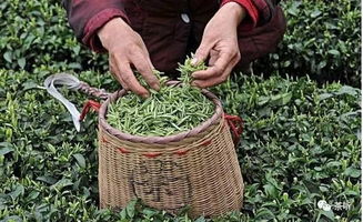 茶如何卖给年轻人