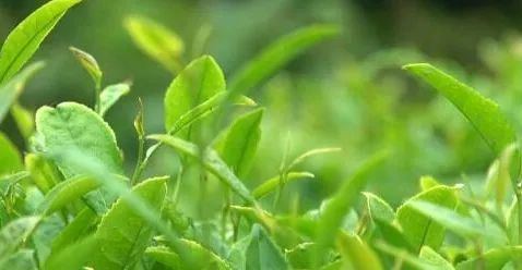 这种茶,颠覆你的认知