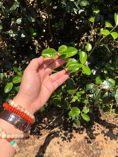 小叶种 普洱茶 猫耳朵 单株古树头采开始 轻聊这款茶界小可爱