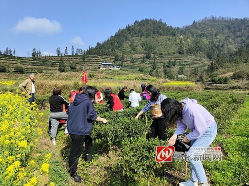 图说怀化 通道 美家美妇采春茶忙
