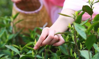 中国最贵的六种茶叶,这喝的还是茶吗