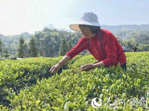 李应兰 种植茶叶日子有了奔头