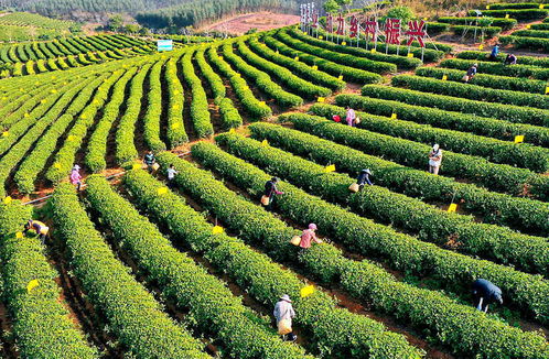 早春茶飘香采摘忙