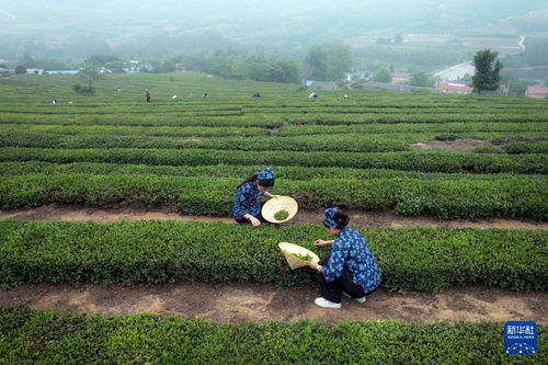 山东日照 茶园采摘直播忙