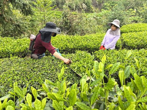 大学生返乡创业十年 在内江威远大山里种出一片片绿色茶园 美好生活在 蔗 里