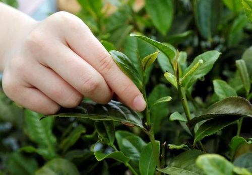 打破 上海不适合种茶 之说,400多亩本帮茶在枫泾开采