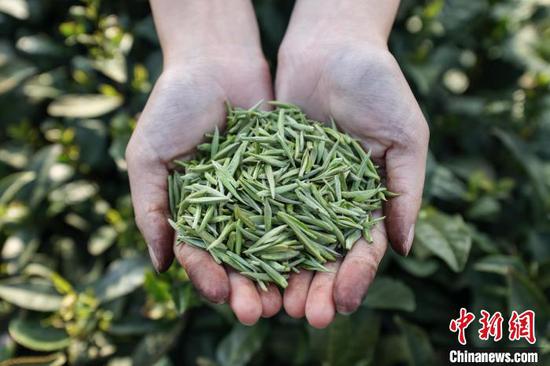 贵州贵定 春茶采摘制作忙