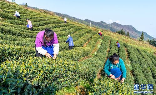 云南绥江 茶园叠翠春满园