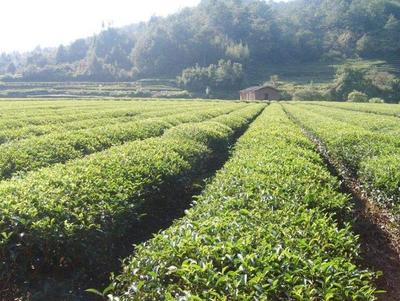 茶叶种植技术:茶树根系的生长发育规律