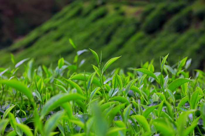 美丽的茶种植园的山