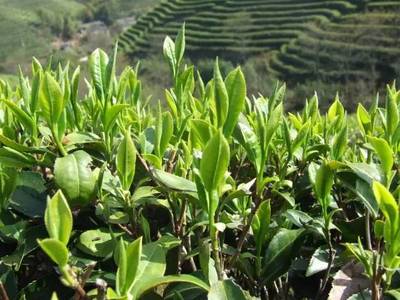 什么是春茶、头采茶、头春茶、明前茶、雨前茶?你分清楚了吗?