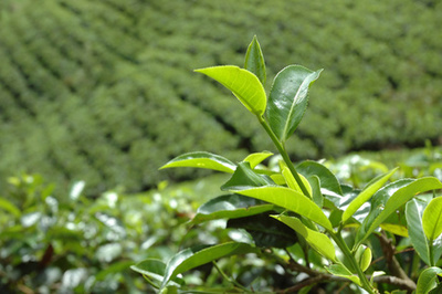 新鲜茶叶种植园