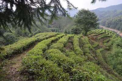 赣茶·寻茶记 | 你喝过味似“鸡汤”般的鲜香茶吗?