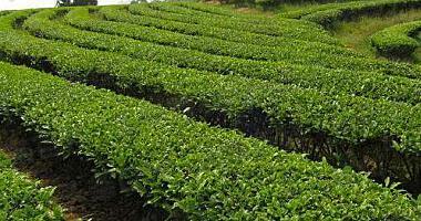 茶树的种植方法 移栽后应该如何管理