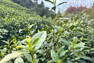 周家镇:党建引领促振兴,“小茶叶”变身“大茶业”