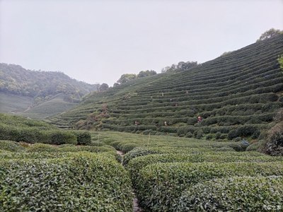 龙井问茶--游杭州龙井村
