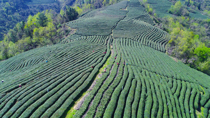 摘茶