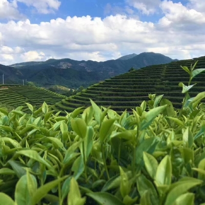 单丛茶 凤凰单枞茶高山茶