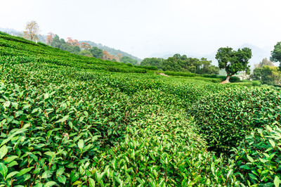 茶叶种植基地