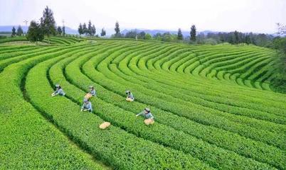 茶叶产业,致富的黄金钥匙?