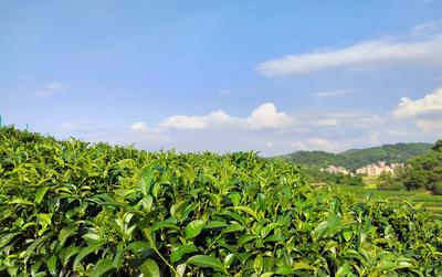 百合镇高祝村:茶叶飘香助增收 产业兴旺促振兴