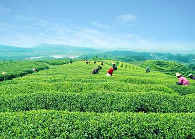 湘丰茶业