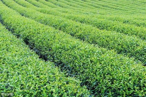 茶叶种植技术 浅谈茶叶树开花和结果