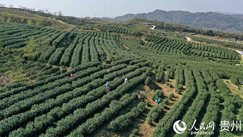 安龙 茶园飘香茶农忙