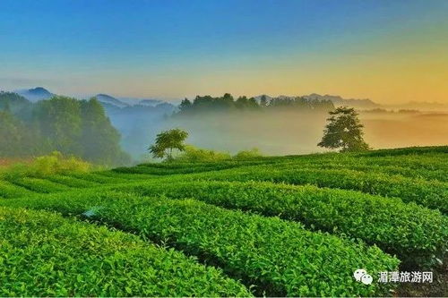 深山香茗 ,一生只等一壶茶