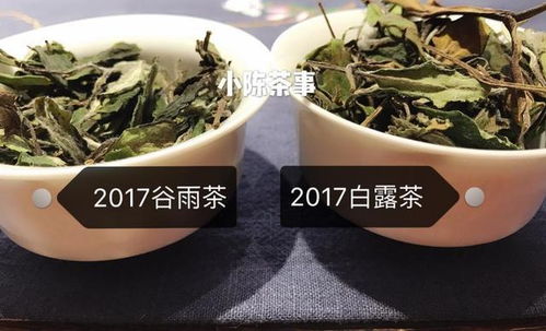 白茶双娇春寿眉和秋寿眉,哪种适合长期收藏