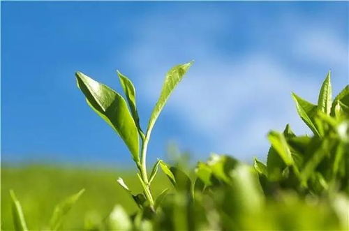 百万古茶树谱写贵州茶新篇章