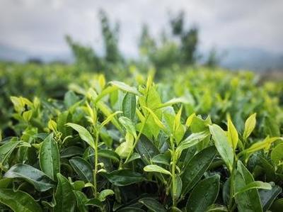 诏安霞葛:茶产业路铺就乡村振兴“快车道”