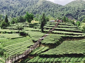 墨脱茶叶有7个品种 种植近万亩 明年3月可摘春茶