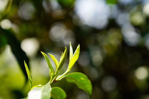 10年茶企老板,在家竟这么喝茶