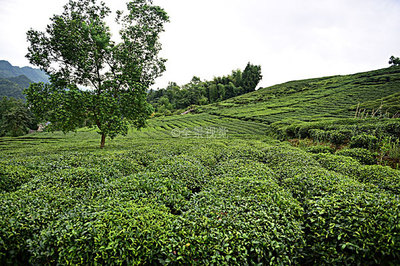 茶园茶叶图片-茶园茶叶背景图-茶园茶叶背景图片-茶园茶叶