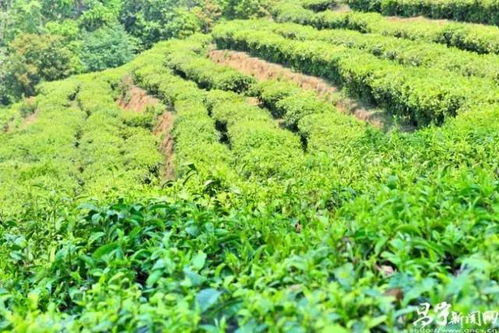 那些美美的生态茶园