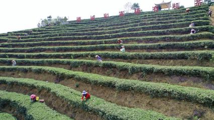 港南区木格北一茶厂:清明时节采茶忙,春意盈盈茶飘香
