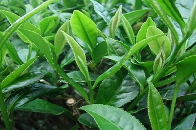 优茶一笙