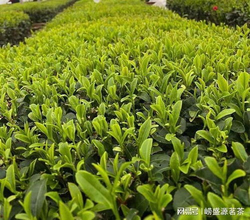 崂山绿茶的栽培技术