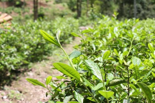 皇家守艺 百炼成茶,有一种微笑叫高马二溪
