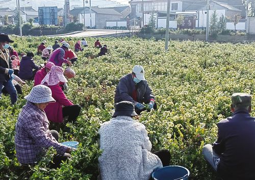茶用贡菊试种成功 美丽经济 蹚开富路