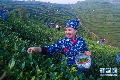 河南光山 春暖花开采茶忙