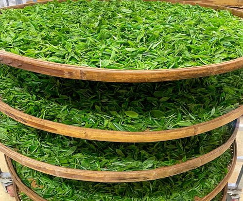 龙陵 1.7万亩春茶抢 鲜 上市
