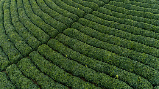 一片绿茶茶园
