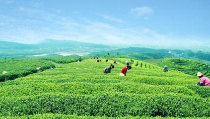 官田茶